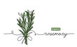 Rosemary simple vector sketch drawing. One continuous line art drawing illustration for label design with lettering rosemary