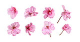 Fototapeta  - Set of pink geranium flowers isolated