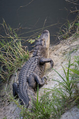 Sticker - Vertical shot of a Florida Alligator on Canal Bank near Ave Maria, Florida