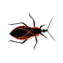 Vector Illustration Of A Kissing Bug Or Triatomine Animal. American Trypanosomiasis Or Chagas Is A Disease That Is Spread Through The Bite Of This Insect.