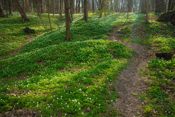 Wall Mural - forest in March springtime season nature green grass meadow and lonely dirt trail for walking and promenade with sun light of glare