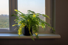 Nephrolepis In Black Pot Stands On The Windowsill In Sun Rays 