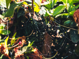 Wall Mural - spider web