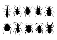 Hand-drawn Silhouettes Of Various Beetles, Bugs And Insects, Vector Isolated Collection. Vector Set With Simple Icons Of Beetles And Bugs.