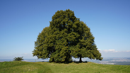 Beautiful view of the green tree on the grassy mountain against the blue sky