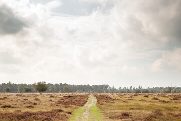 Wall Mural - Country Walks in Norfolk