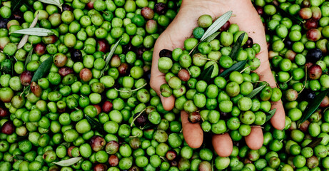 Wall Mural - man has a bunch of olives in his hand