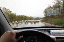 Flock Of Sheep On The Road