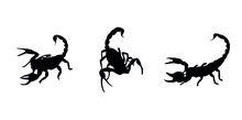 Scorpion, Black Silhouette, Scorpion Vector Illustration, Vector Icons For Logos.