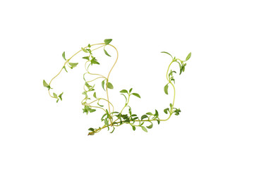 Wall Mural - Thyme fresh herb isolated on white background