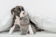 German Boxer Puppy Hugs  Tiny Kitten Under Warm White Blanket On A Bed At Home