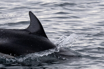 Sticker - Pacific white-sided dolphin in the water, Northern Vancouver Island, BC Canada