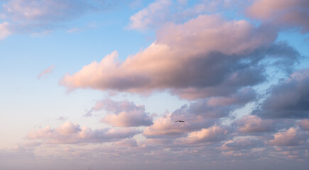 Bird flying in colorful sky