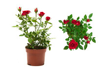 Red Roses In A Pot Isolated On White Background.