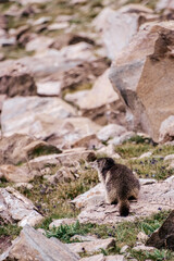 Poster - Selective of a cute marmot on a rocky area in Gran Paradiso Natural Park in Italy