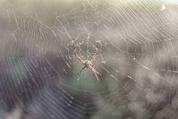 spider in the center of the web close-up