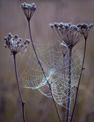 Wall Mural - cobwebs in the morning dew