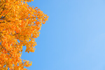 autumn background. yellow orange red leaves on a tree against the blue sky. bright yellow leaves on 
