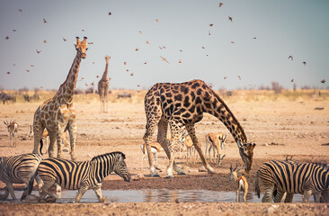 Animals drinking water in a waterhole inside the Etosha National Park, Namibia, Africa