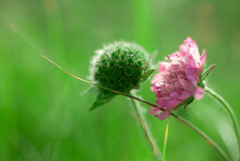 Wild Meadow Pink Flowers On A Green Grass Background