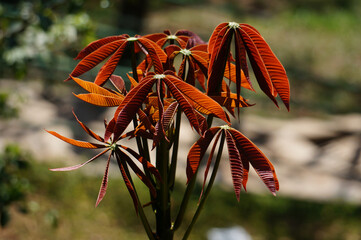 Canvas Print - Closeup shot of the red leaves of Bottlebrush buckeye