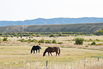 Poster - Grazing Horses