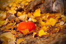 One Pumpkin In Fallen Yellow Foliage Under Old Tree In Forest Or Park. Horizontal Shallow Depth Of Field Photo