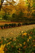 Park, drzewa, jesień, liście, złota polska jesień