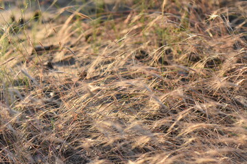 field of wheat