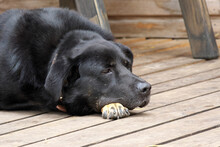A Large Black Dog Lies On The Terrace. Portrait Of A Dog.