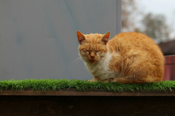 Wall Mural - A homeless ginger cat sleeps on the street