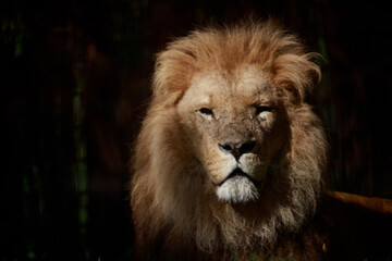 Canvas Print - Closeup shot of a lion