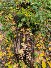 Detail Of A Wild Mushrooms Growing On A Damp Forest Log Covered In Brightly-colored Golden Leaves And Contrasting Green Foliage 