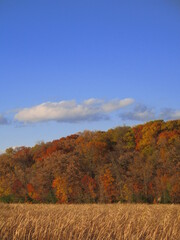 Wall Mural - autumn landscape with yellow and blue sky