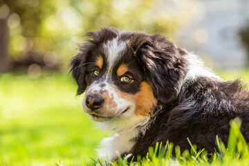 Portrait of a cute tricolor australian shepherd puppy dog in a garden outdoors