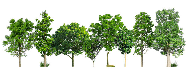 Poster - Green trees isolated on white background. forest and leaves in summer rows of trees and bushes