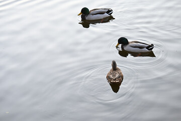 Sticker - Beautiful shot of cute ducks on a lake