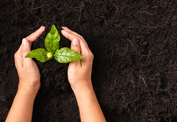 Hand of a woman planting green small plant life on compost fertile black soil with nurturing tree growing, Concept of Save World, Earth day and Hands ecology environment