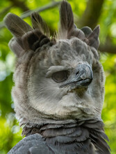 Close Up Of A Head Of A Harpy Eagle