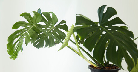Wall Mural - Monstera giant gave birth to a new leaf. Tear off the leave