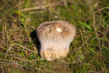 A Close-up With A Calvatia Gigantea Mushroom In The Grass