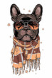 Angry french bulldog in a scarf. Stylish image for printing on any surface	