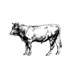 detailed cow bull etching