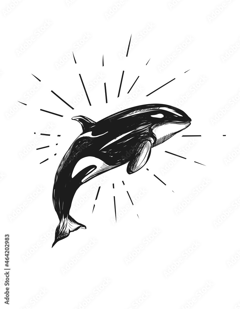 เวกเตอร์ Stock Hand drawn killer whale fish jump. Orca black and white ...