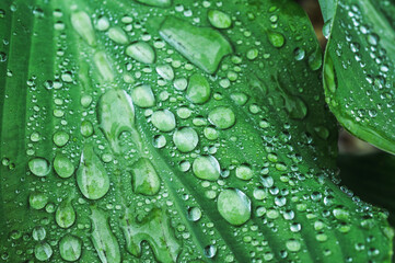 Wall Mural - Selective focus shot of plant leaf with raindrops in the garden