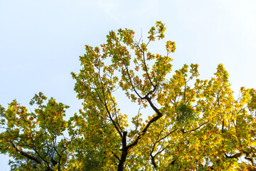 Wall Mural - yellow autumn tree with lush branches agains blue sky.
