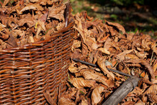 A Fragment Of A Wicker Basket Filled With Dry Chestnut Leaves And Next To It, Leaves Raked Into A Pile With Rakes Lying Around.