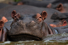 Hippopotamus - Hippopotamus Amphibius, Popular Large Mammal From African Rivers And Lakes, Queen Elizabeth National Park, Uganda.