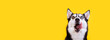 Hungry husky dog looking up waiting for delicious treat food. Licking cute husky dog on yellow background. Hungry face concept Banner