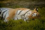 Fototapeta  - Tygrys leżący na trawie